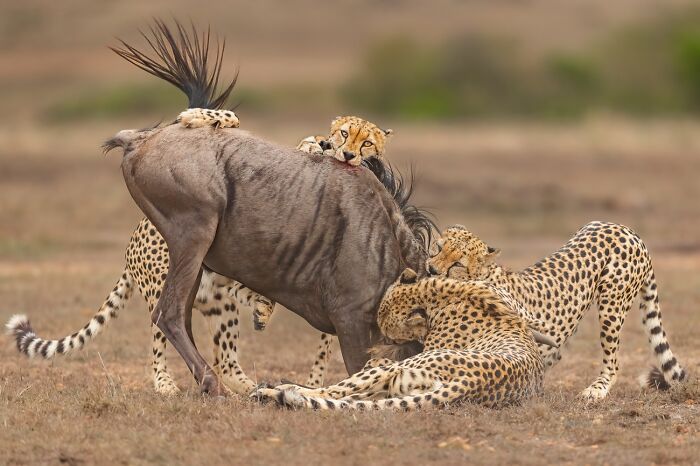 Animals In Their Environment, Honorable Mention: Cheetahs And Wildebeest By Amith Krishna Sadasivan Pillai