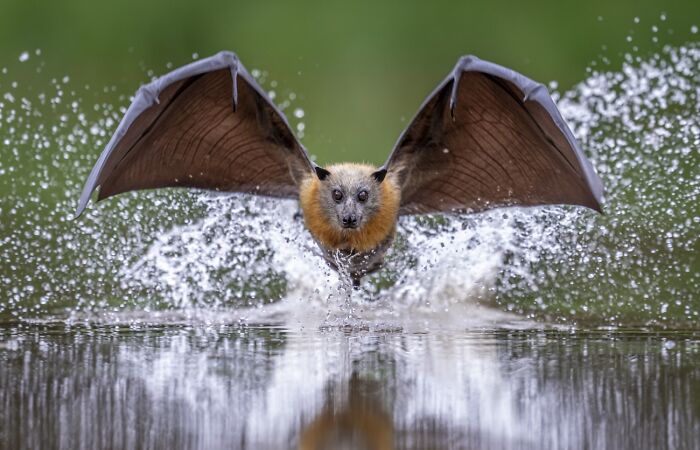 Animales en su entorno, mención honorífica: Splash, de Douglas Gimesy