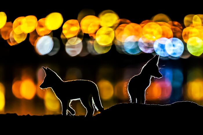 Animals In Their Environment, Honorable Mention: Colorful Night By Mohammad Murad