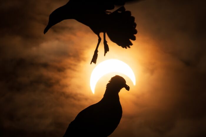 Animales en su entorno, 3er Clasificado: Las gaviotas y el eclipse Por Liron Gertsman