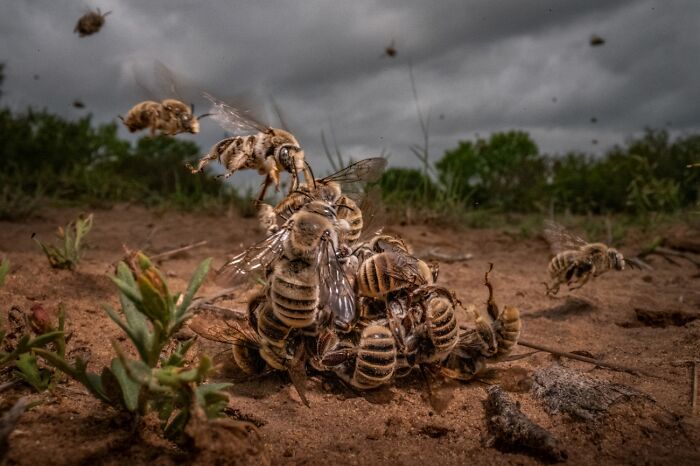 Animales en su entorno, 1er Clasificado: Hombres trabajando por Karine Aigner