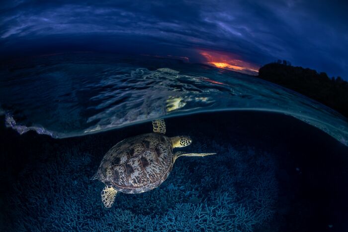 The Beauty Of Nature, 3rd Classified: A Green Turtle In The Blue Hour By Gabriel Barathieu