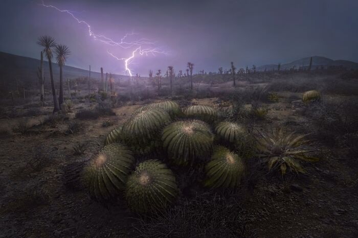 The Beauty Of Nature, 2nd Classified: Stormy Cacti By Luis Roberto Lyons Suárez