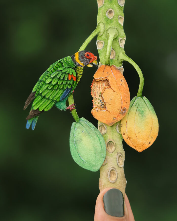 Vulturine Parrot