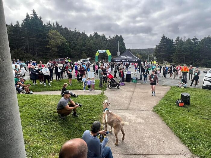 Local Goat Accidentally Enters A Half Marathon In Newfoundland And Wins A Medal