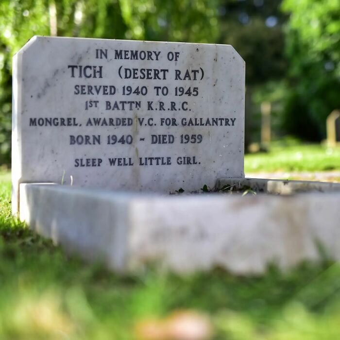 This Instagram Account Shows Us What Pet Cemeteries Tell Us About Human Emotions (23 Pics)