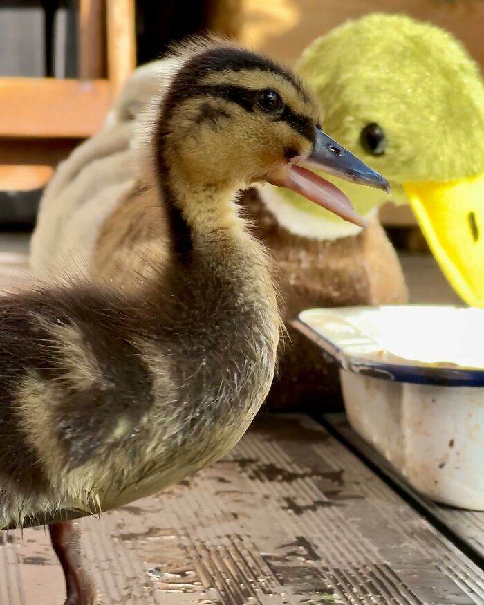 This Man Saved A Lost Duck Egg And Hatched A New Friendship