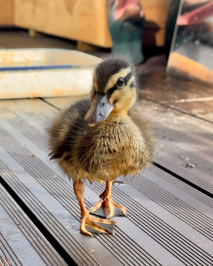 This Man Saved A Lost Duck Egg And Hatched A New Friendship