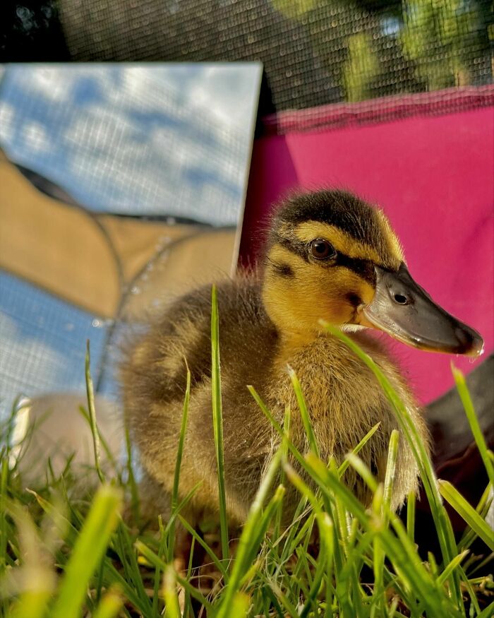 This Man Saved A Lost Duck Egg And Hatched A New Friendship