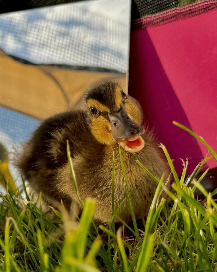 This Man Saved A Lost Duck Egg And Hatched A New Friendship