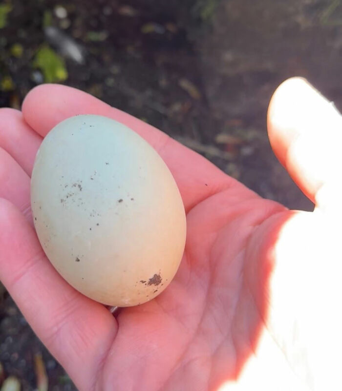 This Man Saved A Lost Duck Egg And Hatched A New Friendship