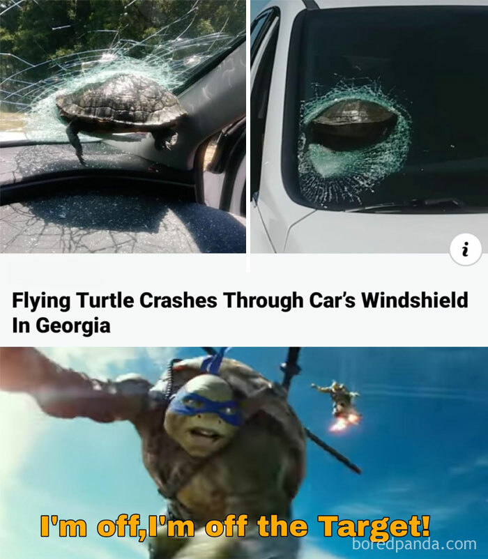  A turtle meme showing a turtle that crashed through a car windshield with the headline, "Flying Turtle Crashes Through Car’s Windshield In Georgia," followed by an image of a ninja turtle saying, "I'm off, I'm off the target!"