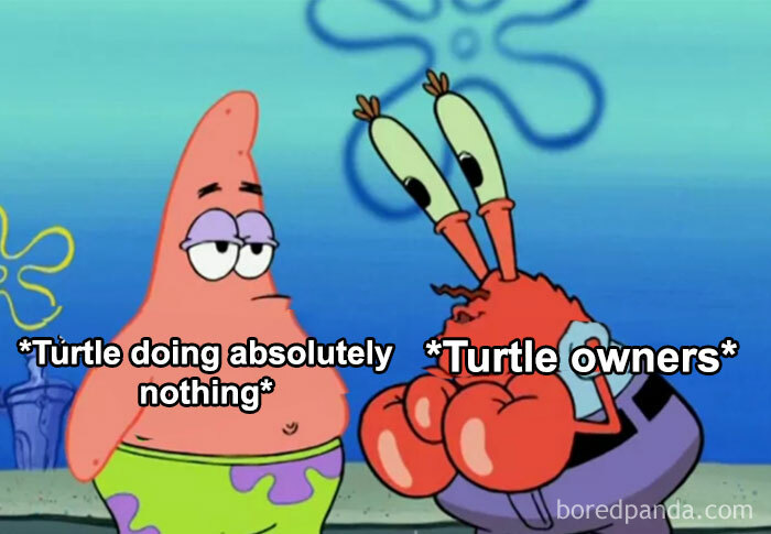  A turtle meme featuring characters from a cartoon. Patrick is labeled "Turtle doing absolutely nothing," and Mr. Krabs is labeled "Turtle owners," looking excited.