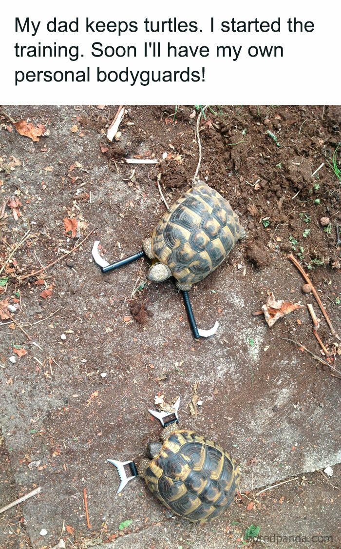  A turtle meme showing two turtles with small weapons attached to their sides. The text above reads, "My dad keeps turtles. I started the training. Soon I'll have my own personal bodyguards!"