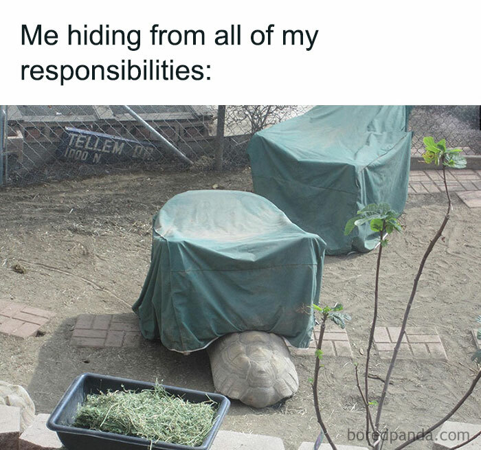 A turtle meme showing a turtle partially hidden under a covered outdoor chair. The text above reads, "Me hiding from all of my responsibilities."