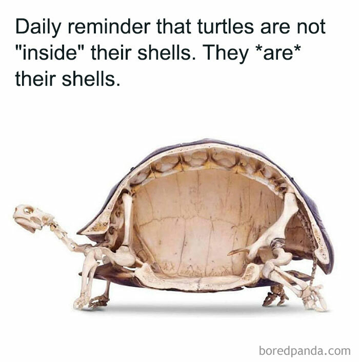  A turtle meme showing a skeleton of a turtle with its shell. The text reads, "Daily reminder that turtles are not 'inside' their shells. They are their shells."