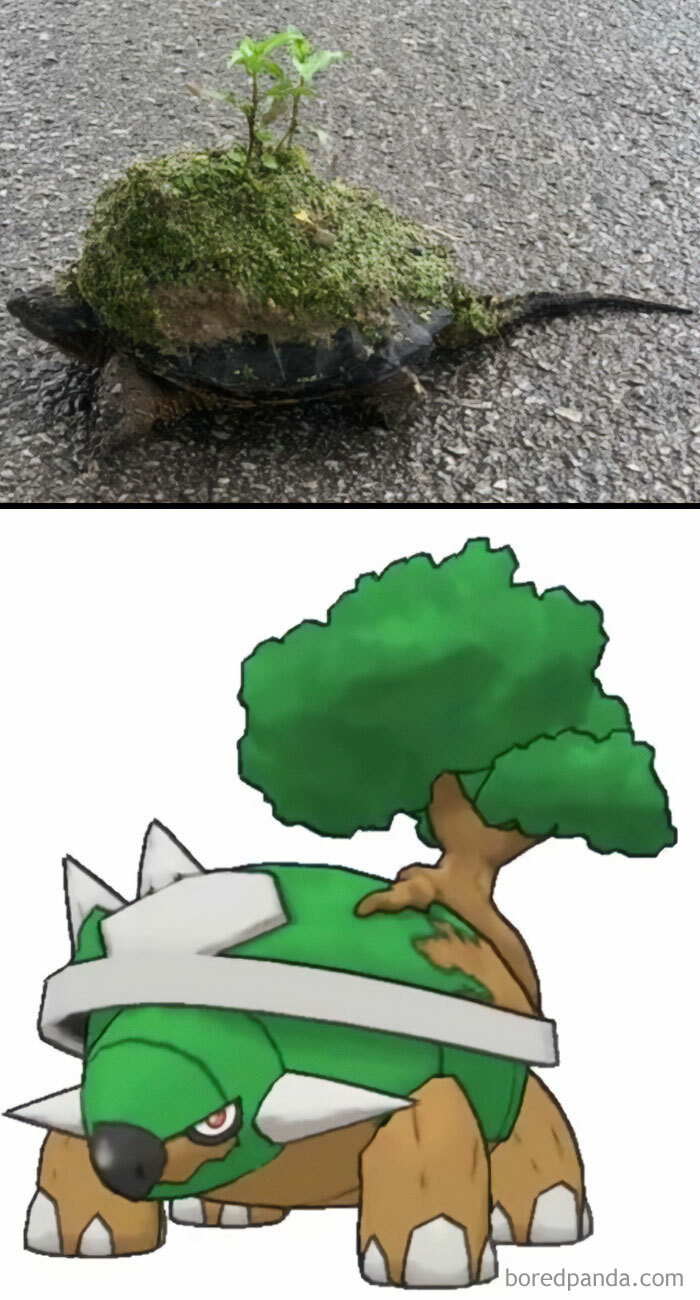  A turtle meme showing a real turtle with moss and a small plant on its shell, paired with an illustration of a similar turtle with a tree growing on its back.