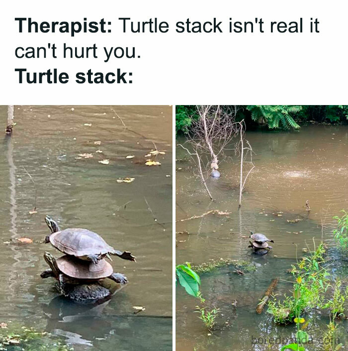  A turtle meme with the text, "Therapist: Turtle stack isn't real it can't hurt you. Turtle stack:" showing a stack of three turtles balanced on each other in a pond.