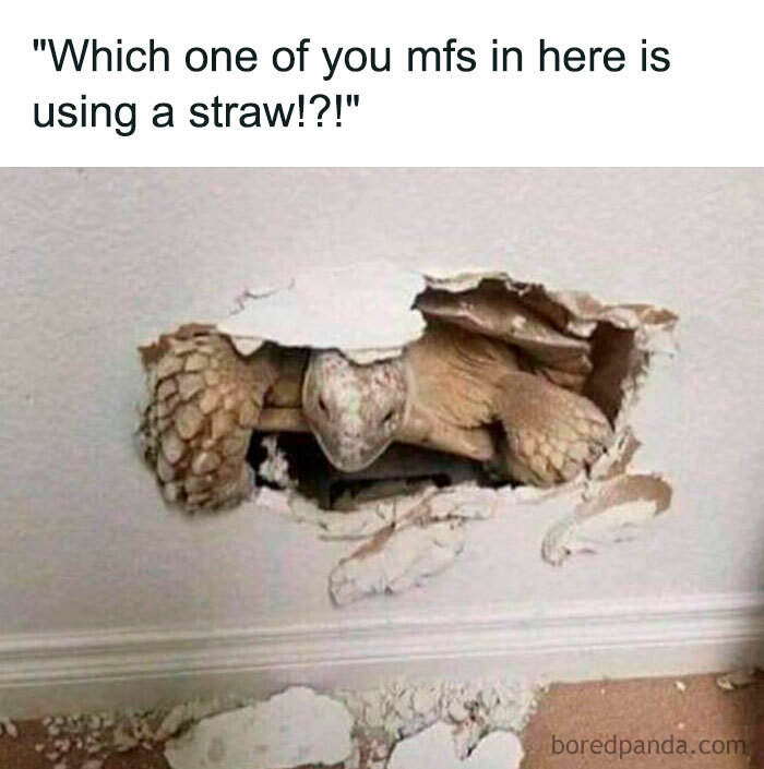 A turtle meme featuring a turtle breaking through a wall with the text above, "Which one of you mfs in here is using a straw?!"