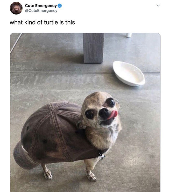 A turtle meme showing a small dog wearing a backward baseball cap as a shell. The tweet above reads, "what kind of turtle is this?"