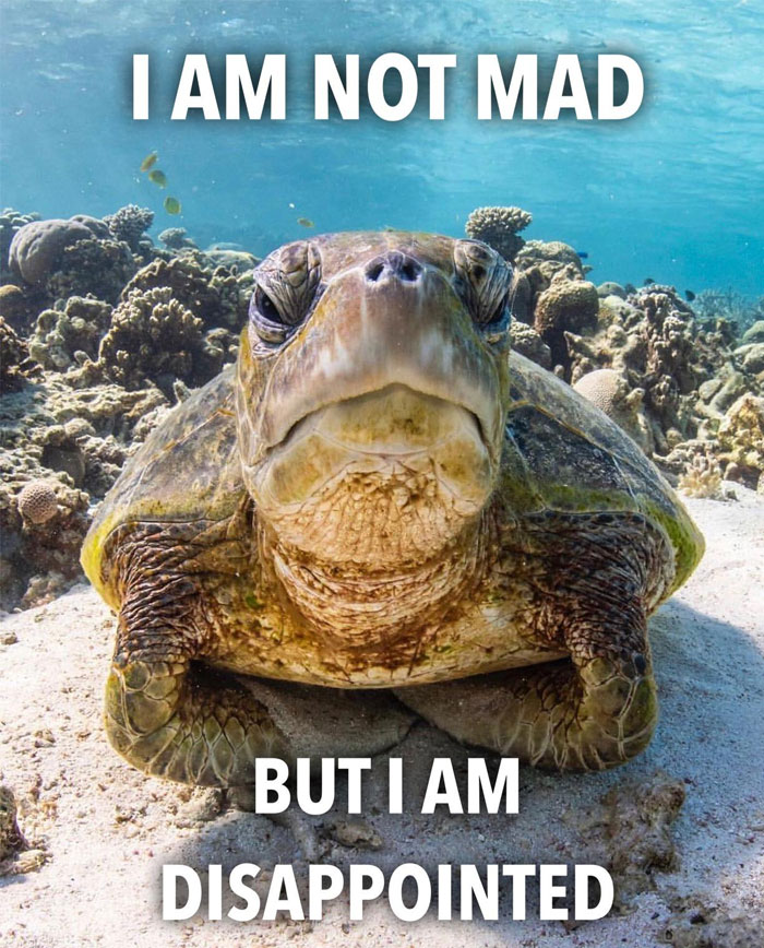  A turtle meme featuring a close-up of a sea turtle underwater, with the text above saying, "I AM NOT MAD," and below, "BUT I AM DISAPPOINTED."