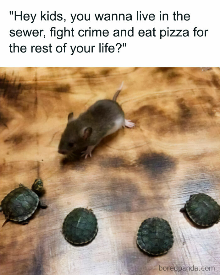 A turtle meme showing a mouse talking to four baby turtles. The text above reads, "Hey kids, you wanna live in the sewer, fight crime and eat pizza?"