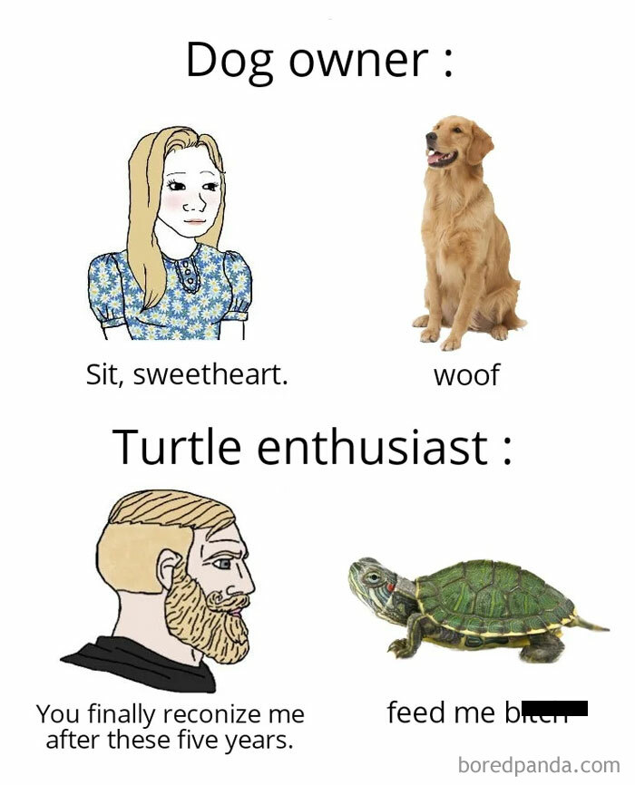 A turtle meme comparing a dog owner with a turtle enthusiast. The dog obeys commands, while the turtle says, "feed me" after years of being recognized.