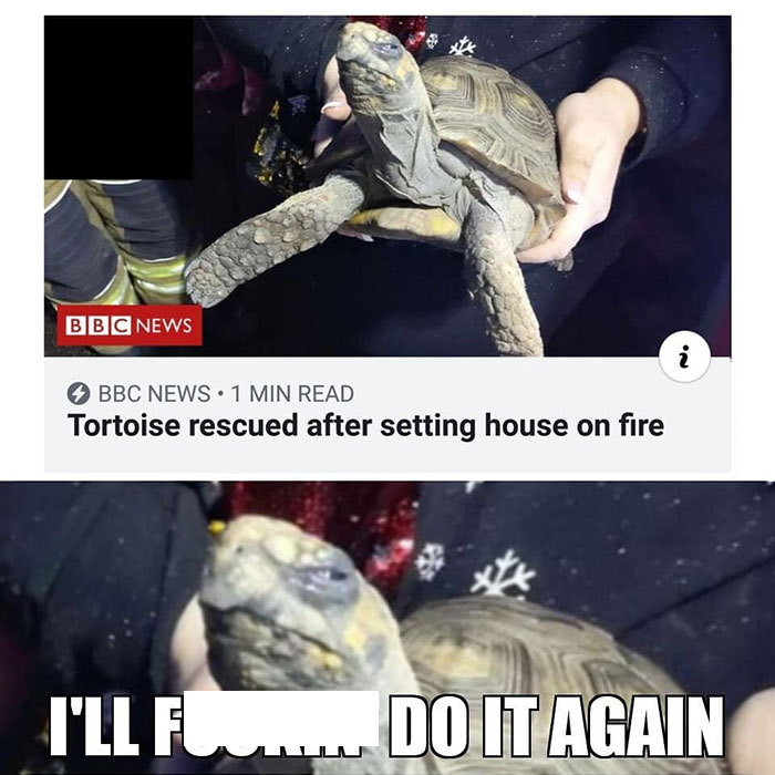  A turtle meme showing a news headline, "Tortoise rescued after setting house on fire," with a close-up of the tortoise saying, "I'll do it again."