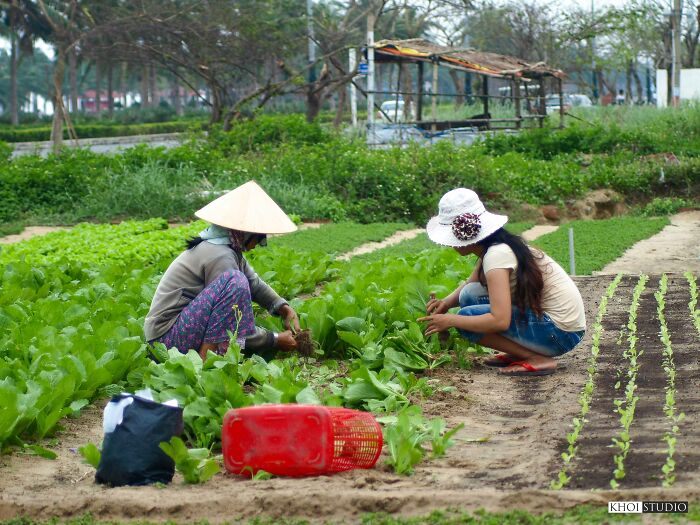 Coastal Vegetable Growers Harvest Vegetables Quickly