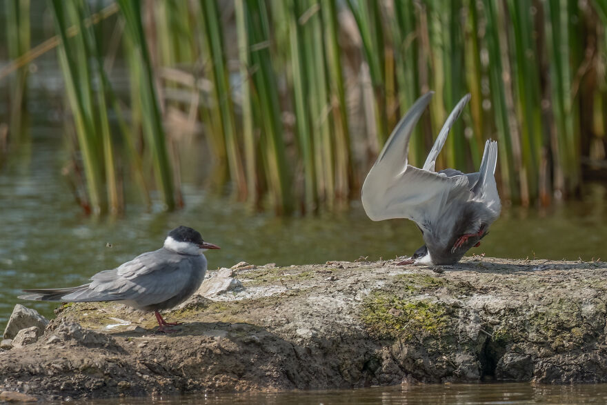 Damyan Petkov, "Whiskered Tern Crash On Landing"