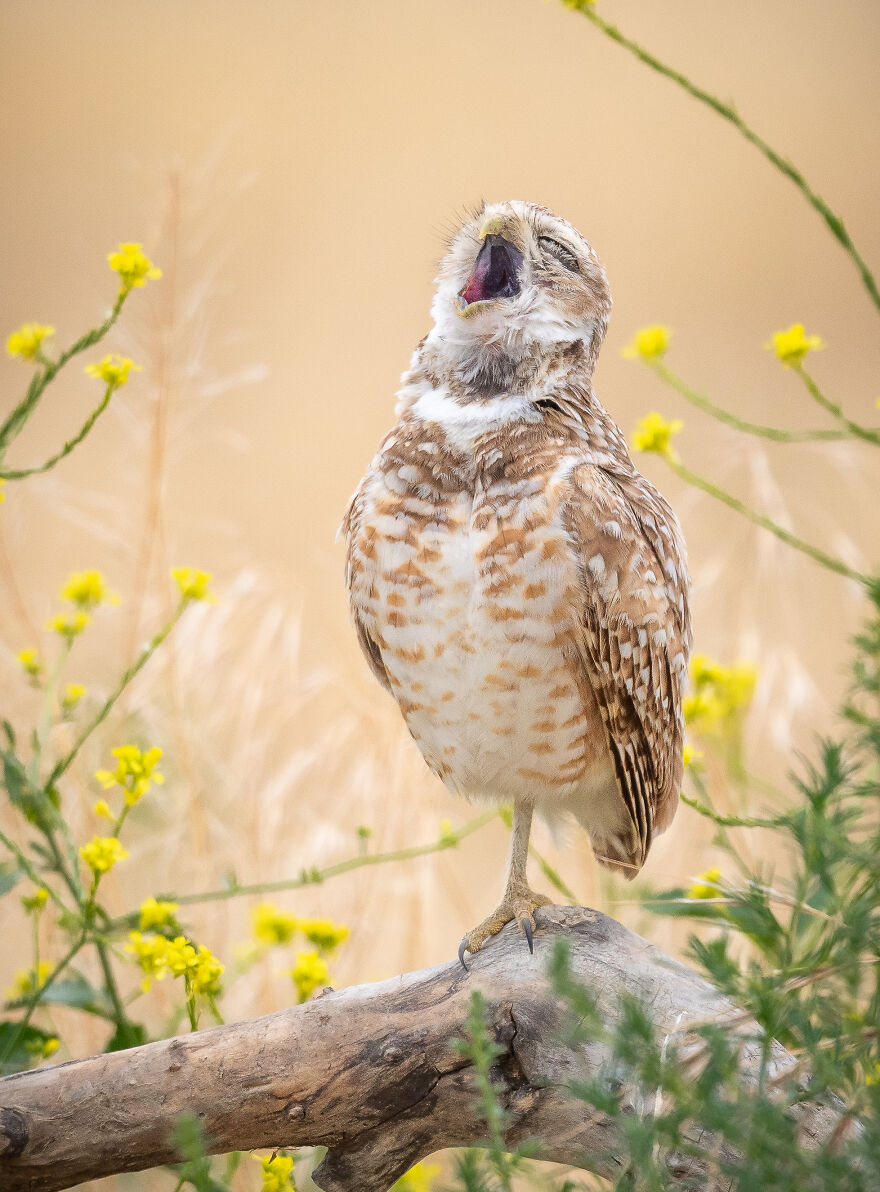 Fred Amico, "The Pavarotti Of Owls"