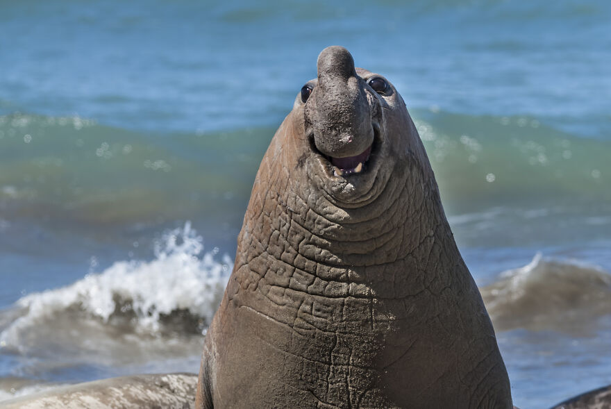 Gabriel Rojo, "Smiley Elephant Seal"