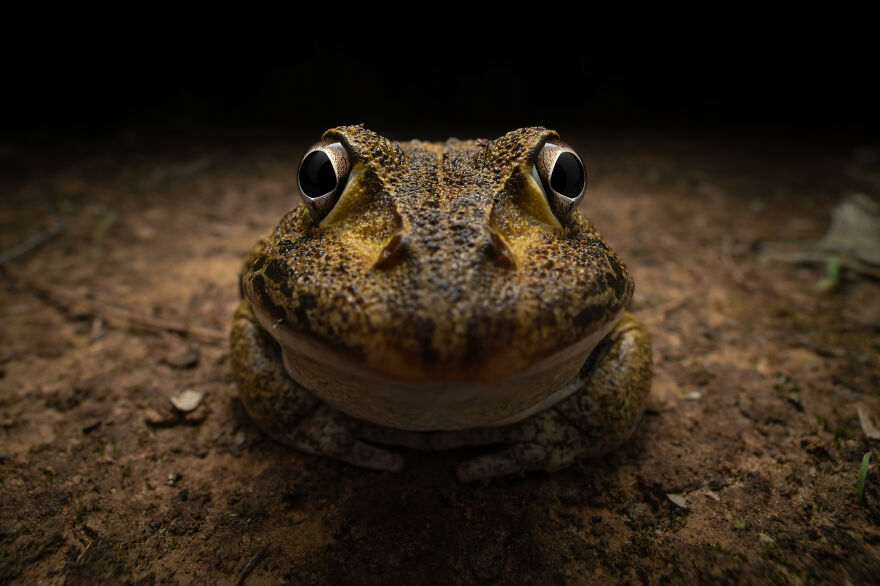 Kingston Tam, "Awkward Smiley Frog"