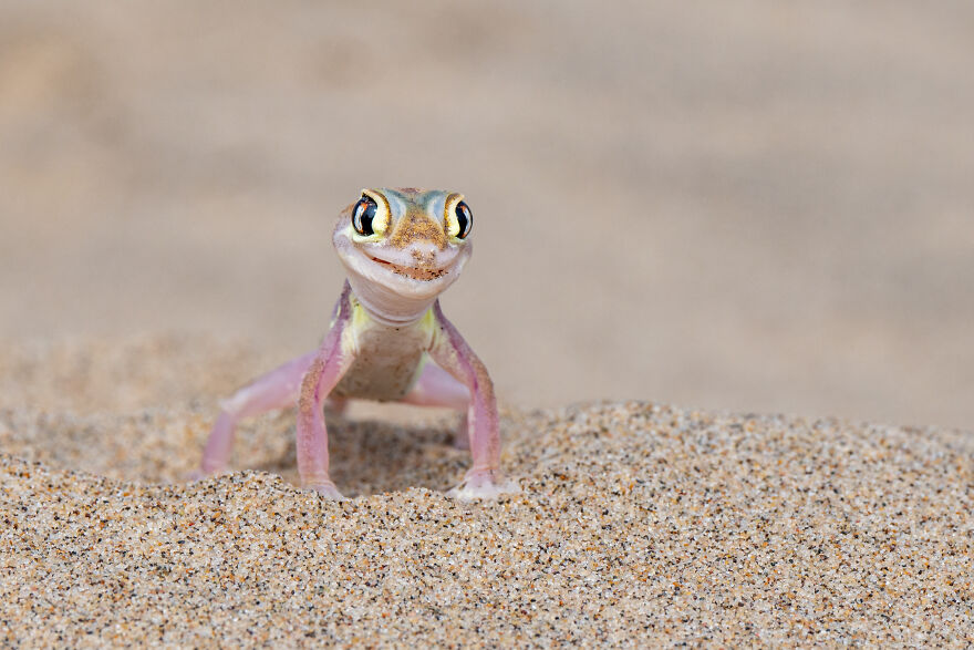 Michela-Bordoli, "Gecko-Fashion-Model"