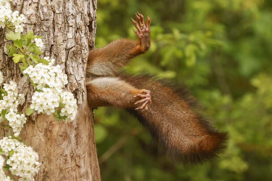 Milko Marchetti, "Stuck Squirrel"