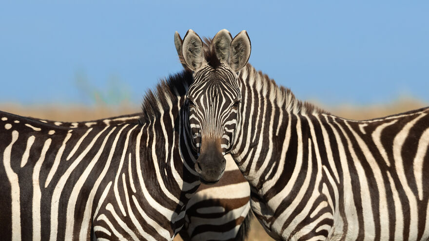 Sarosh Lodhi, "Wait...which Zebra Is In Front?!"