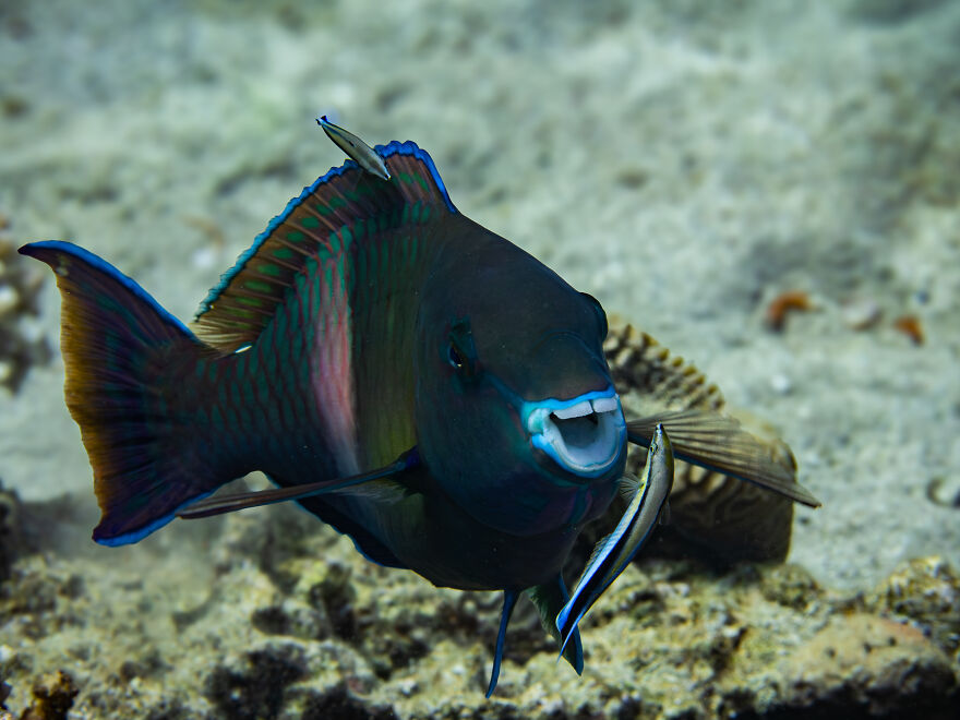 Wim Bellemans, "Parrotfish Likes To Be Washed"