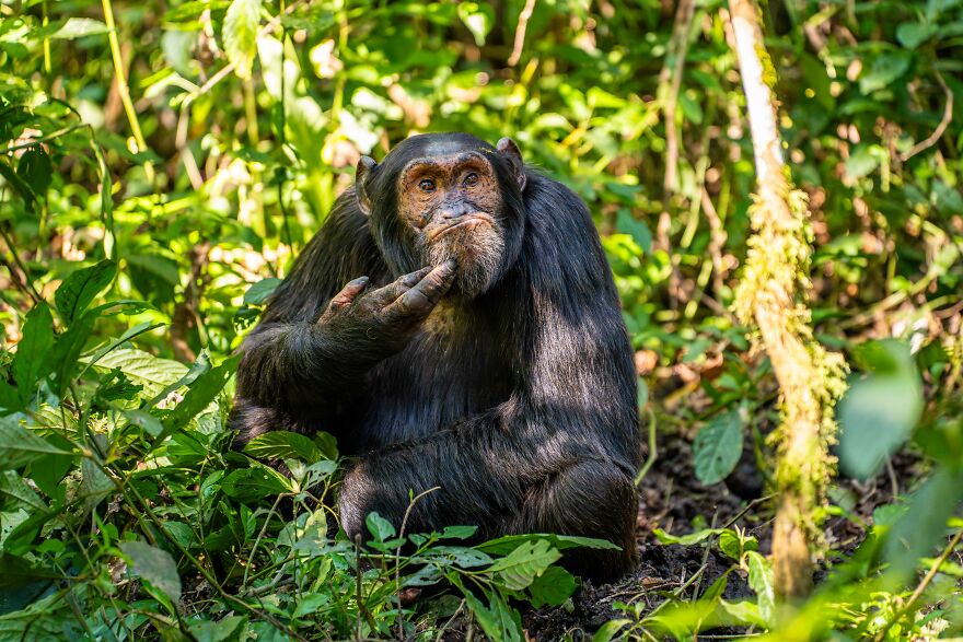 Arvind Mohandas, "The Contemplative Chimpanzee"