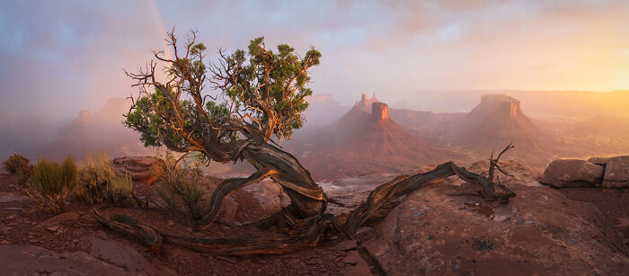 "Uprooted" By Nickolas Warner, USA