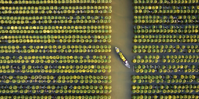 “Chrysanthemum Season” By Tuan Nguyen Tan, Vietnam