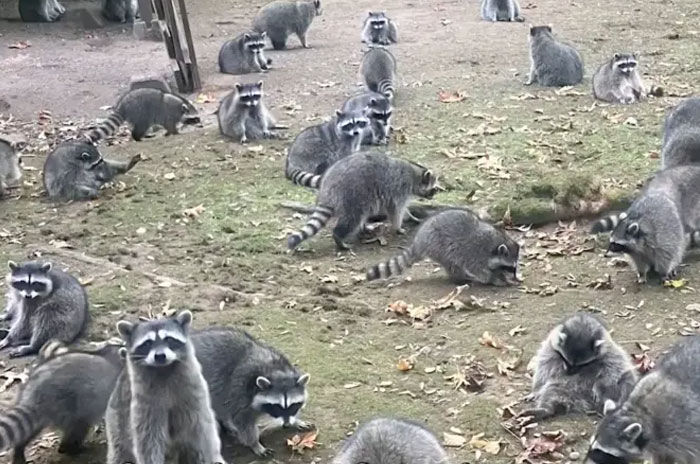 "Her Own Damn Fault!": Woman Calls 911 After Over 100 Raccoons Swarm Her Yard "Demanding Food"