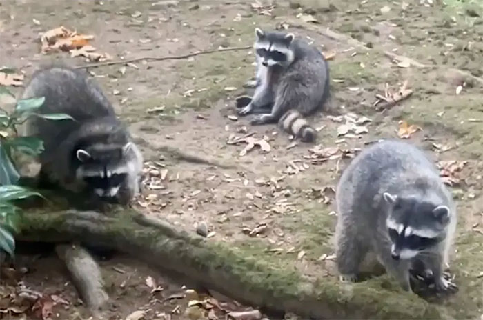 "Her Own Damn Fault!": Woman Calls 911 After Over 100 Raccoons Swarm Her Yard "Demanding Food"