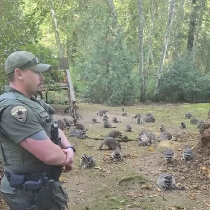 "Her Own Damn Fault!": Woman Calls 911 After Over 100 Raccoons Swarm Her Yard "Demanding Food"