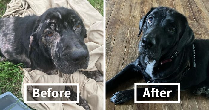 When She Was Found Dumped In An Empty Field, She Was Barely Living, But Love And Care Did Wonders