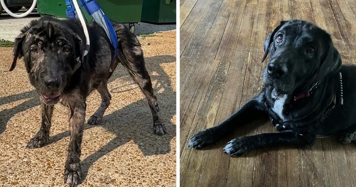 It’s Incredible How Love And Care Transformed This Dog Who Was Dumped Next To A Busy Road