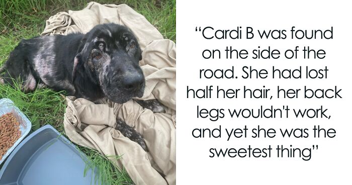 This Dog Had Lost Half Her Hair And Her Back Legs Wouldn’t Work, But Love And Care Worked Wonders