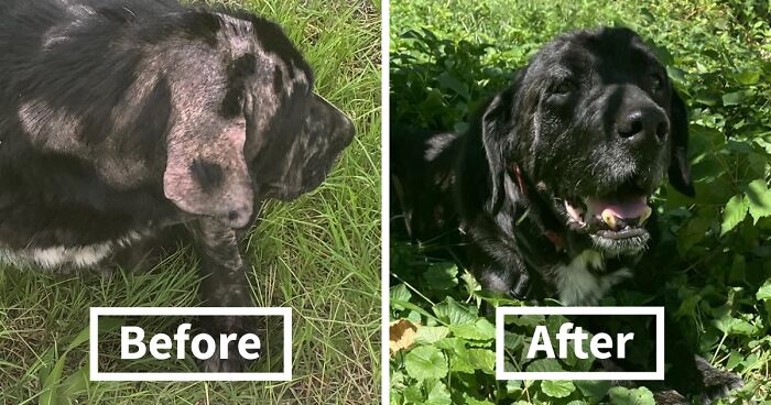 When She Was Found Dumped In An Empty Field, She Was Barely Living, But Love And Care Did Wonders