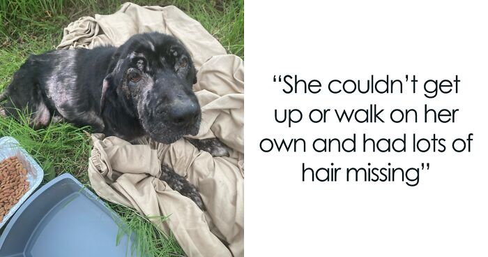 Bald Dog Dumped In Empty Field Finally Receives All The Love And Care She’d Always Deserved