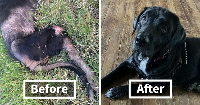 This Dog Was Left To Fend For Herself And Had Gone Bald From Neglect, But All It Took Was Love