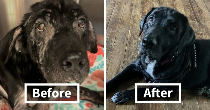 When She Was Found Dumped In An Empty Field, She Was Barely Living, But Love And Care Did Wonders